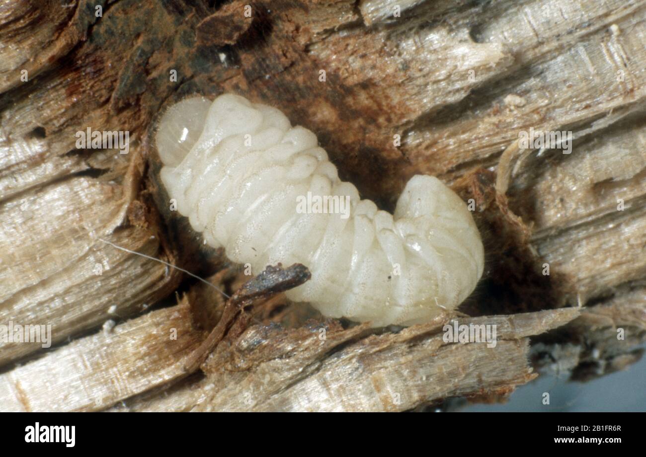 Woodworm Beetle Anobium Punctatum Larva Exposed In Its Gallery