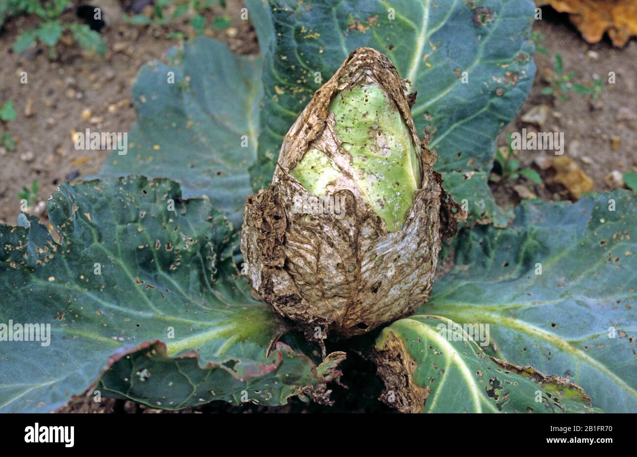 Bacterial soft rot (Erwinia carotovorum) leaf damage to a pointed