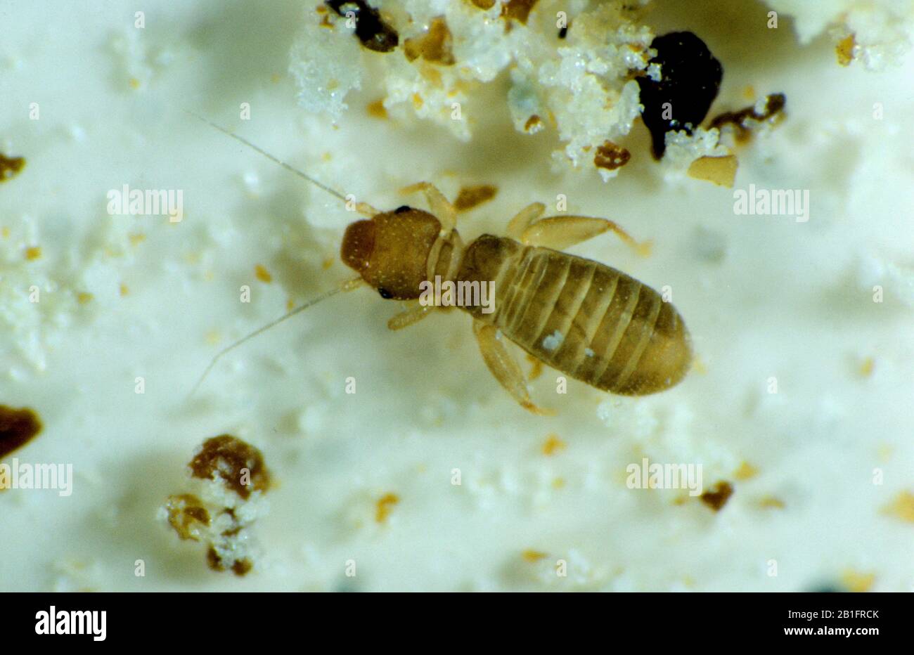 Booklouse (Liposcelis terricolis) minute adult insect on paper among debris Stock Photo