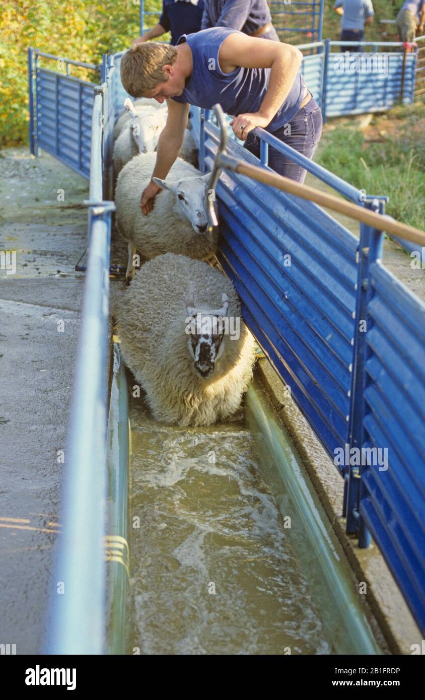 North of England mule sheep entering a chemical sheep dip possibly containing organo-phosphates to control ectoparasites, Berkshire (1980s) Stock Photo