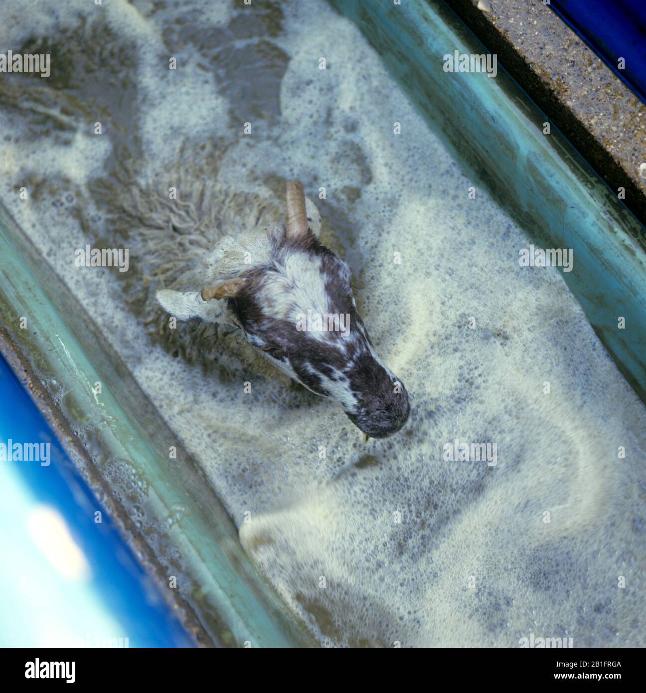 North of England mule sheep in a chemical sheep dip possibly containing organo-phosphates to control ectoparasites, Berkshire (1980s) Stock Photo