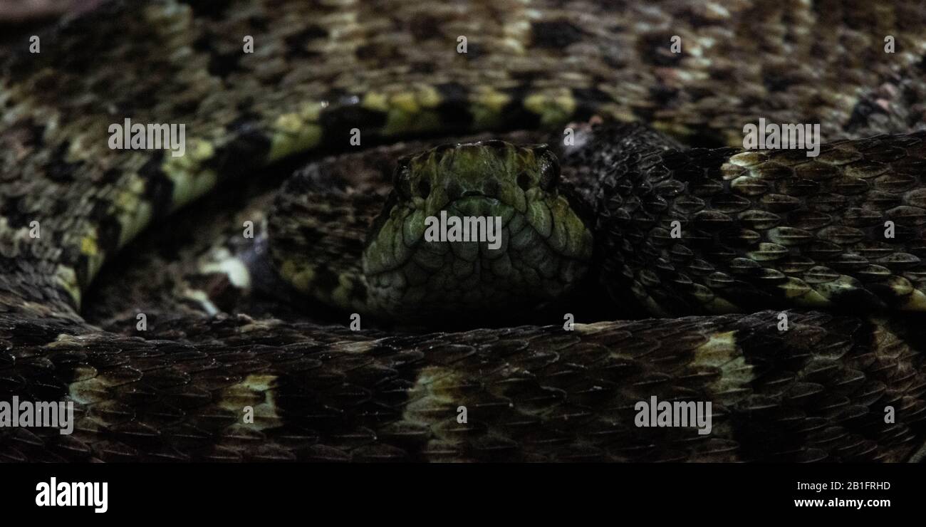 Common Lancehead (Bothrops Atrox) From The Peruvian Amazon Stock Photo ...