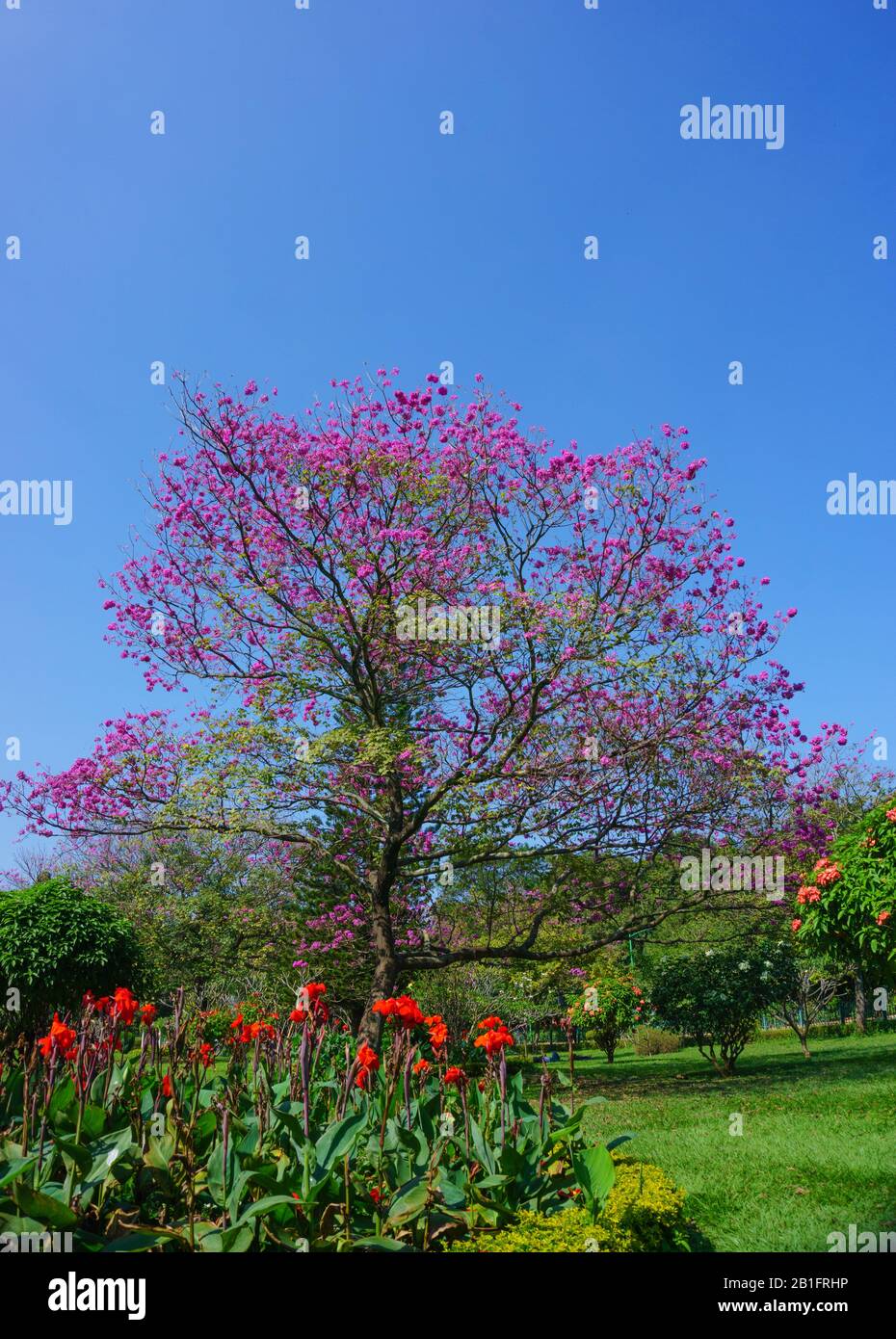 A wonderful flowering tree located in the manicured garden of Cubbon