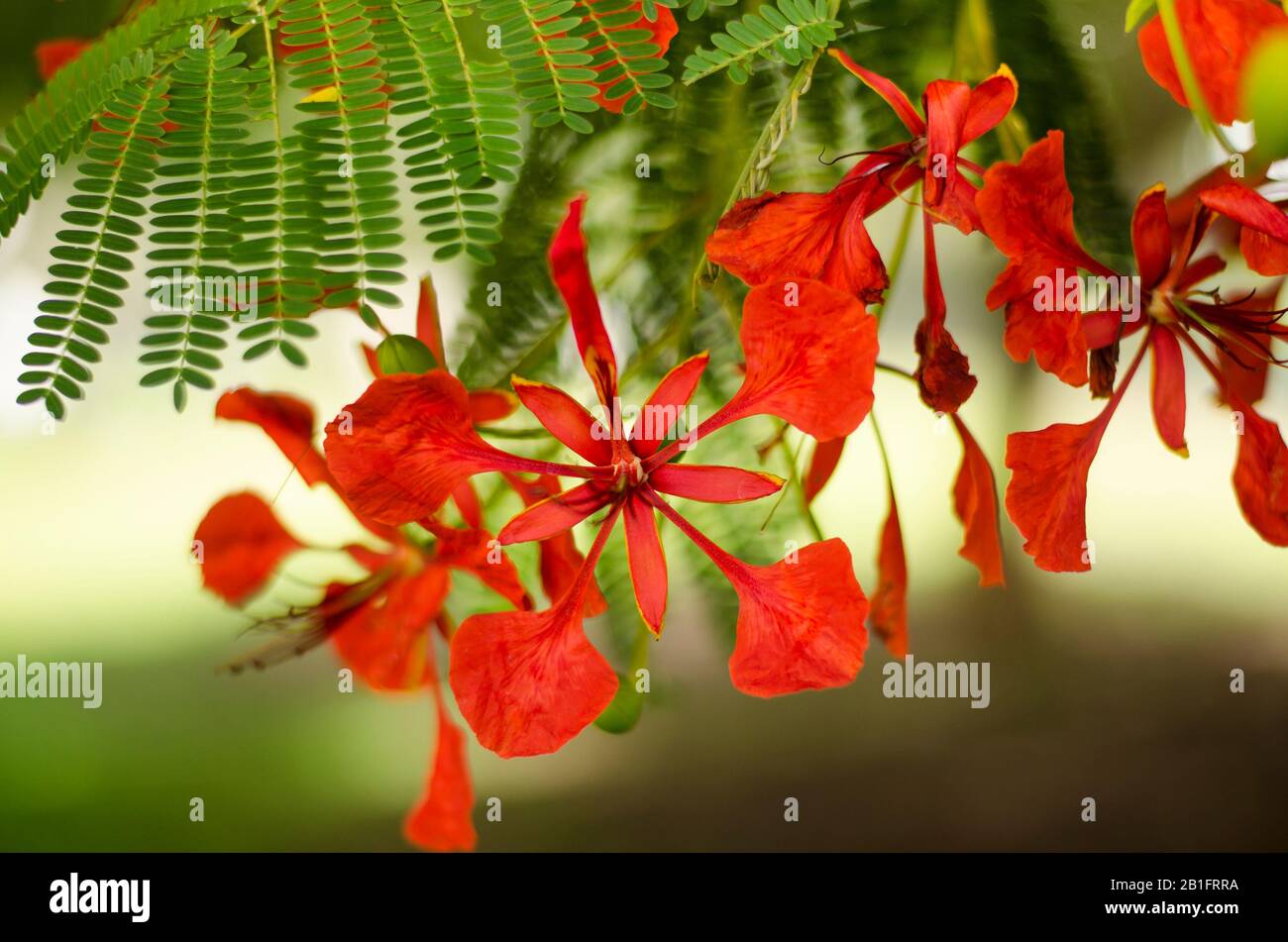 Delonix Regia flowers. Beautiful tropical flame tree flowers Stock Photo