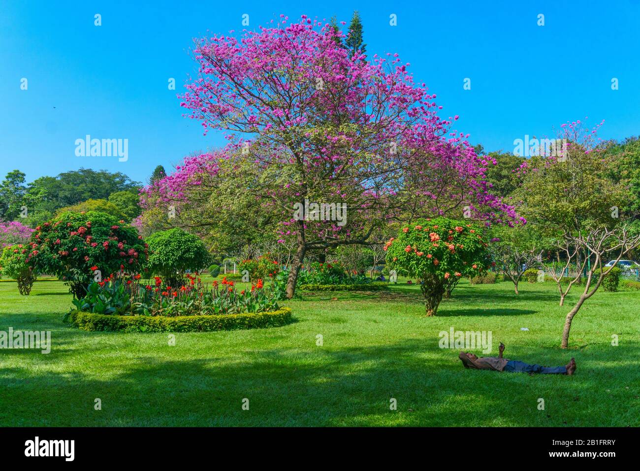 Visitors relaxing in the manicured garden of Cubbon Park in Bangalore (India). A beautiful flowering tree is seen at the background. Stock Photo
