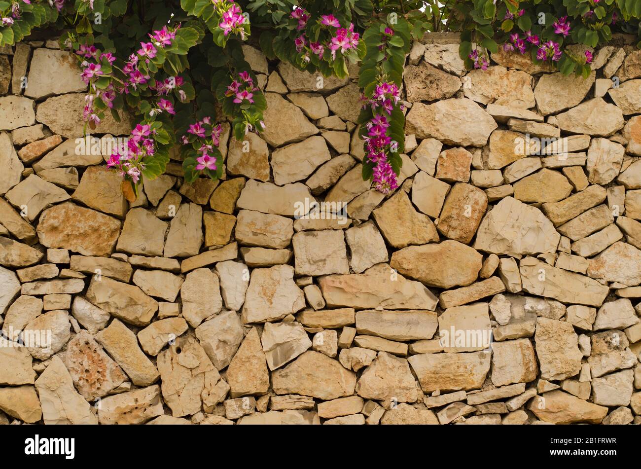 Stone wall with blooms purple Bauhinia. Blooms purple Bauhinia, orchid tree. Bauhinia flowers. Beautiful background Stock Photo
