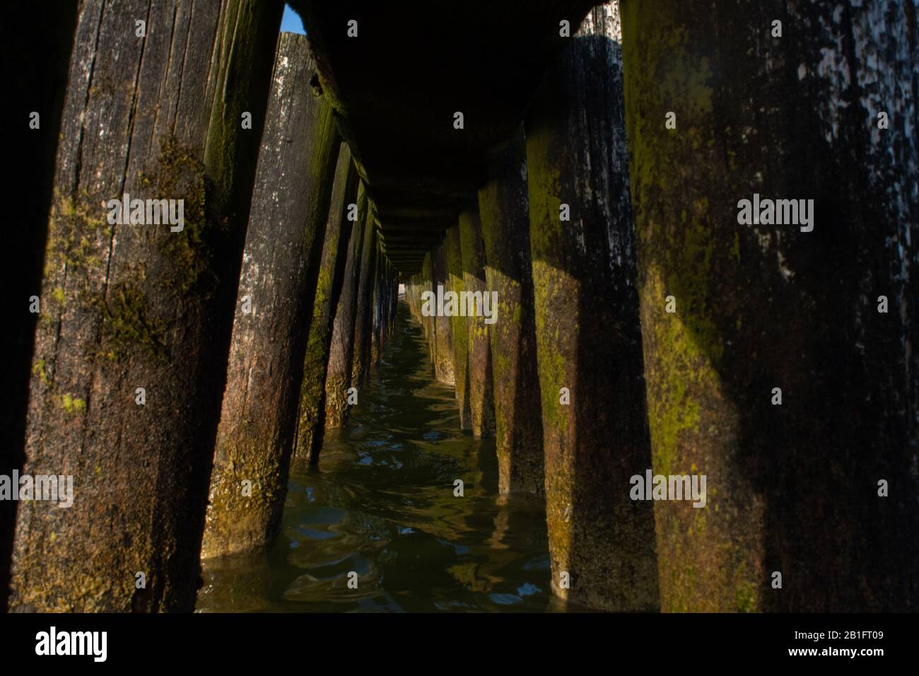 View underneath a wooden peer bridge with mossy green  stakes Stock Photo