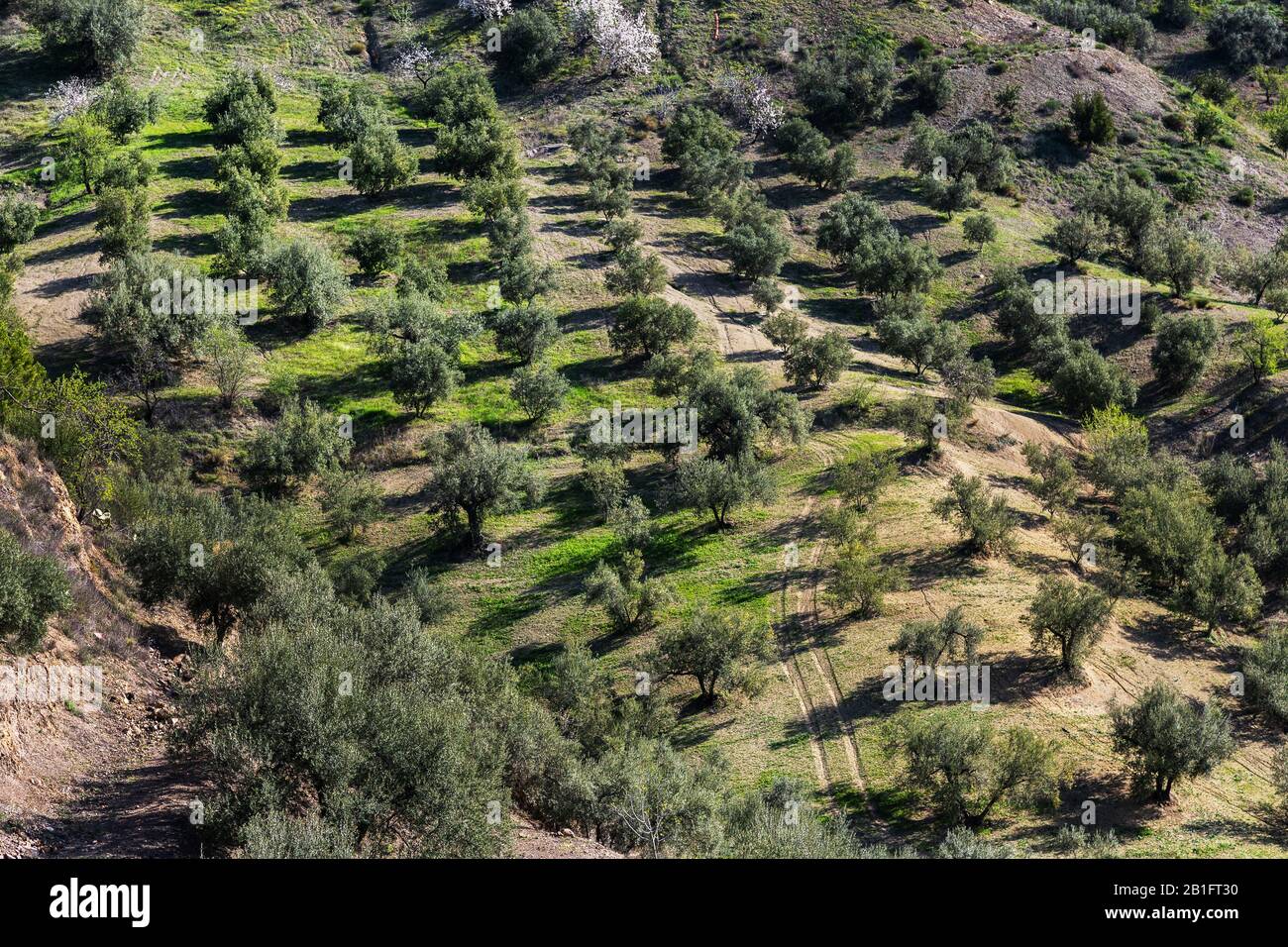 A valley of olive trees in Andalucia, Spain Stock Photo