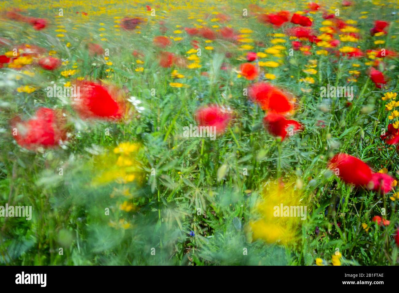 Flowers blooming in spring moved by the wind in a field near Alentejo. Portugal, Europe. Stock Photo