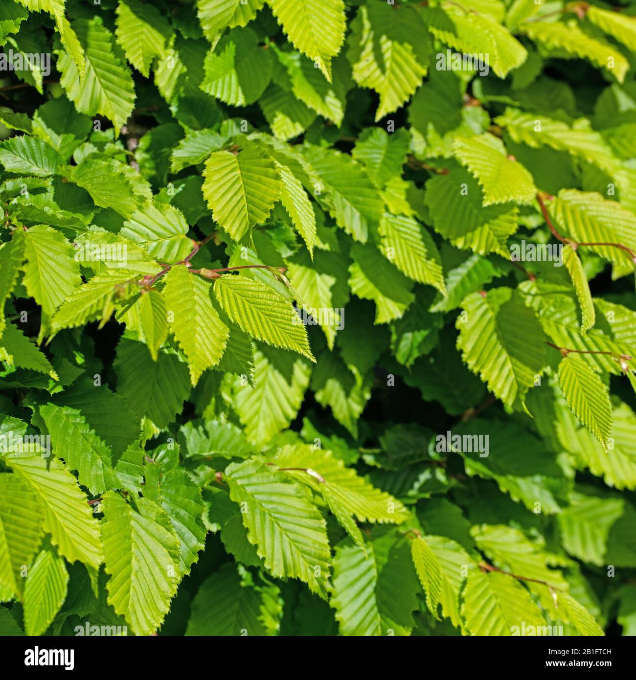 Young leaves of hornbeam, Carpinus betulus Stock Photo