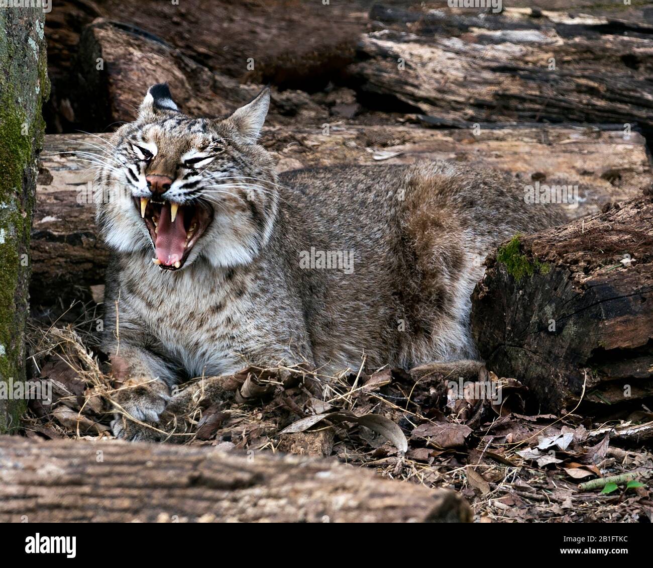 Bobcat Animal Close Up Profile View With Open Mouth Displaying Teeth Tongue With A Log Background In Its Environment And Surrounding Stock Photo Alamy