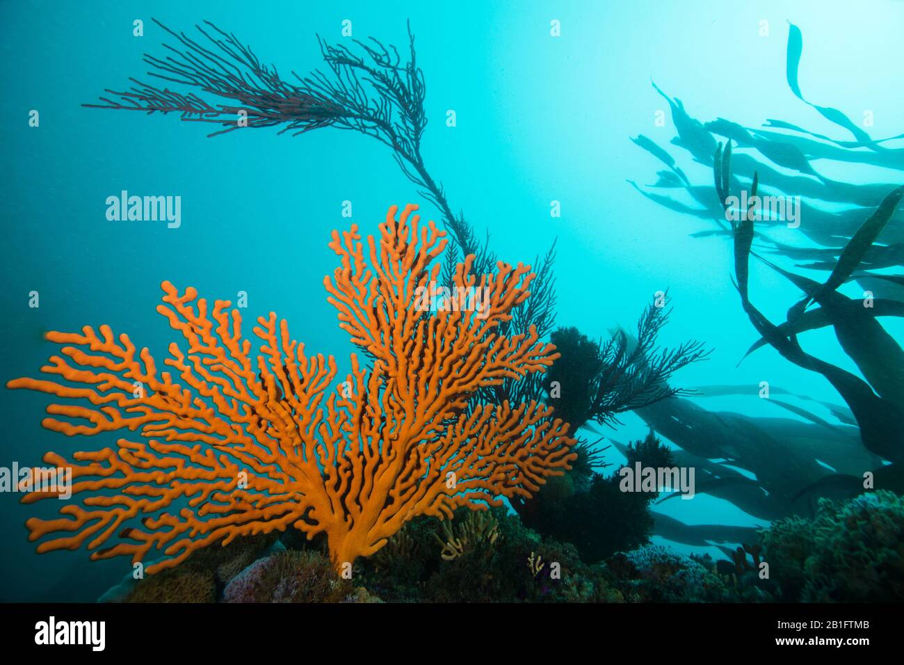 Large orange Sinuous sea fan (Eunicella tricoronata) growing on the reef with turquoise water, sunlight and kelp in the background. Stock Photo