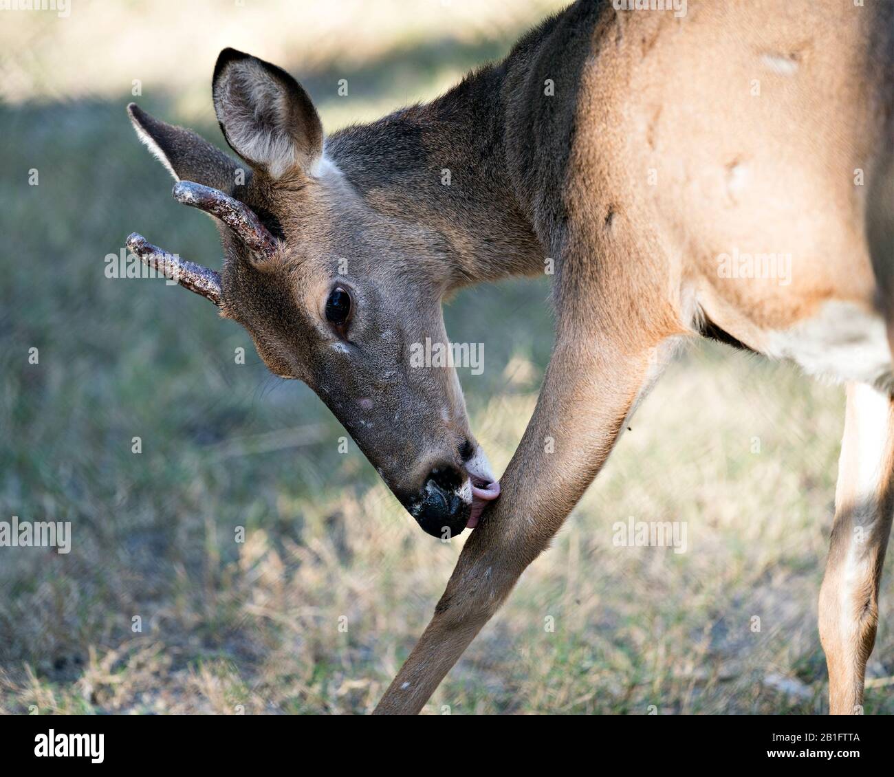 Deer animal close-up profile view licking its leg in its environment and surrounding. Stock Photo