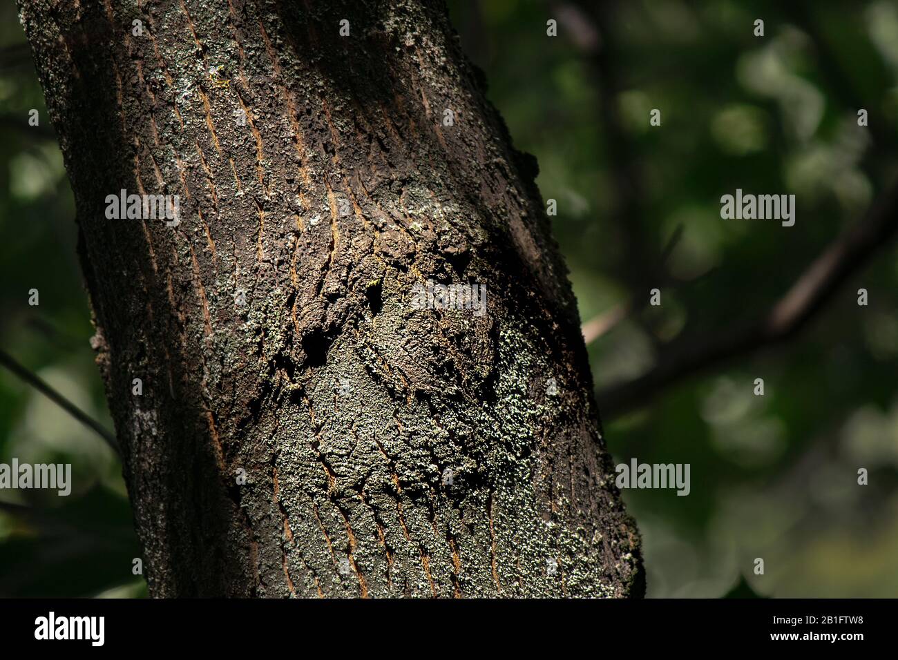 Fantastic natural phenomenon. Large textured eye on the bark of a tree