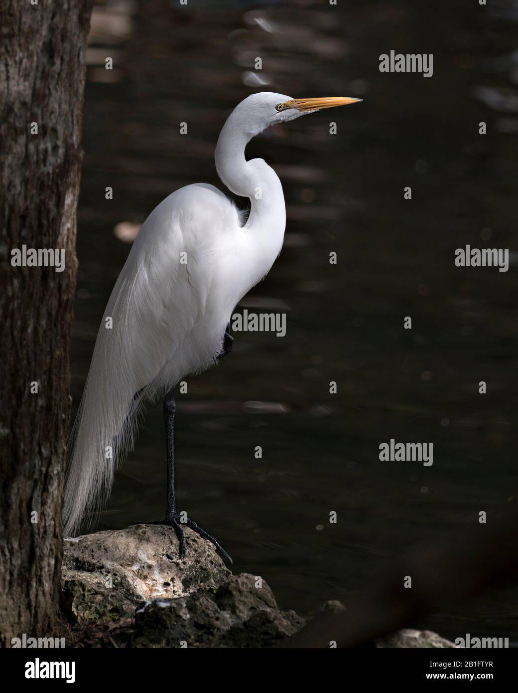 Great White Egret bird close-up profile view standing on a rock with moss with a black background contrast by the water in its environment and surroun Stock Photo