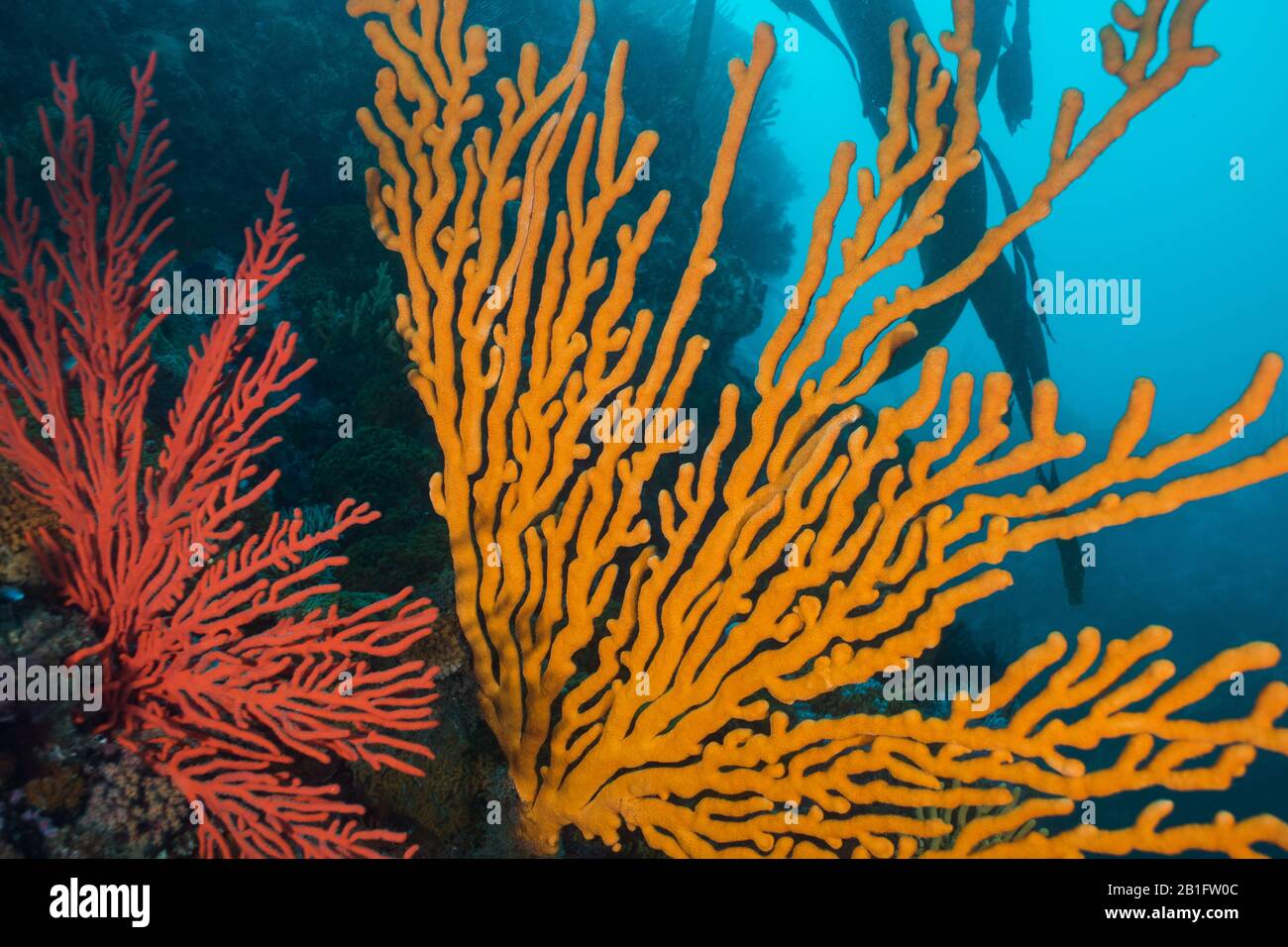 Close up of a Sinuous sea fan (Eunicella tricoronata), large orange sea fan filling the frame with smaller Palmate sea fan next to it. Stock Photo