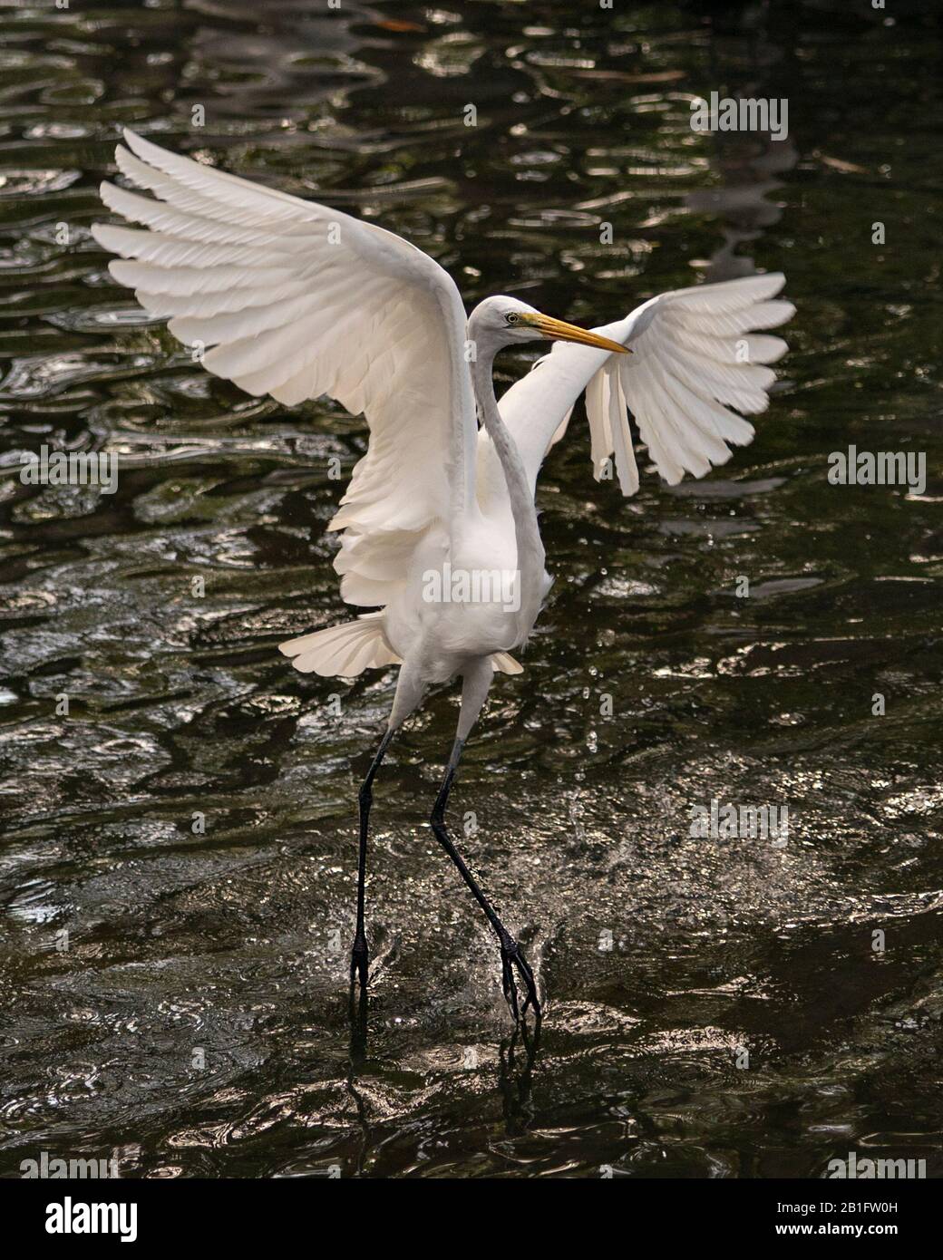 Great White Egret bird close-up profile view with spread wings over the water in its environment and surrounding. Stock Photo
