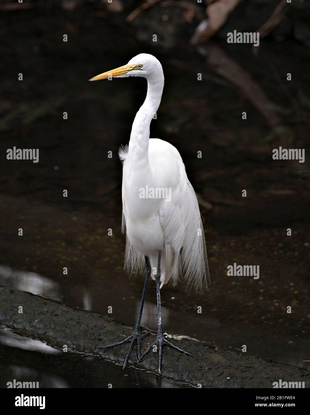 Great White Egret bird close-up profile view standing on a rock with moss with a black background contrast by the water in its environment and surroun Stock Photo