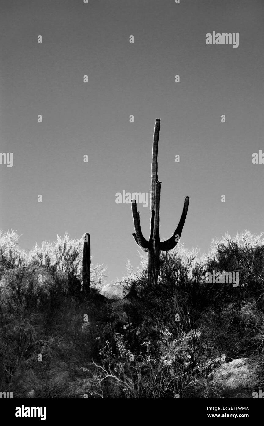 Field of cactuses captured in black and white. Stock Photo