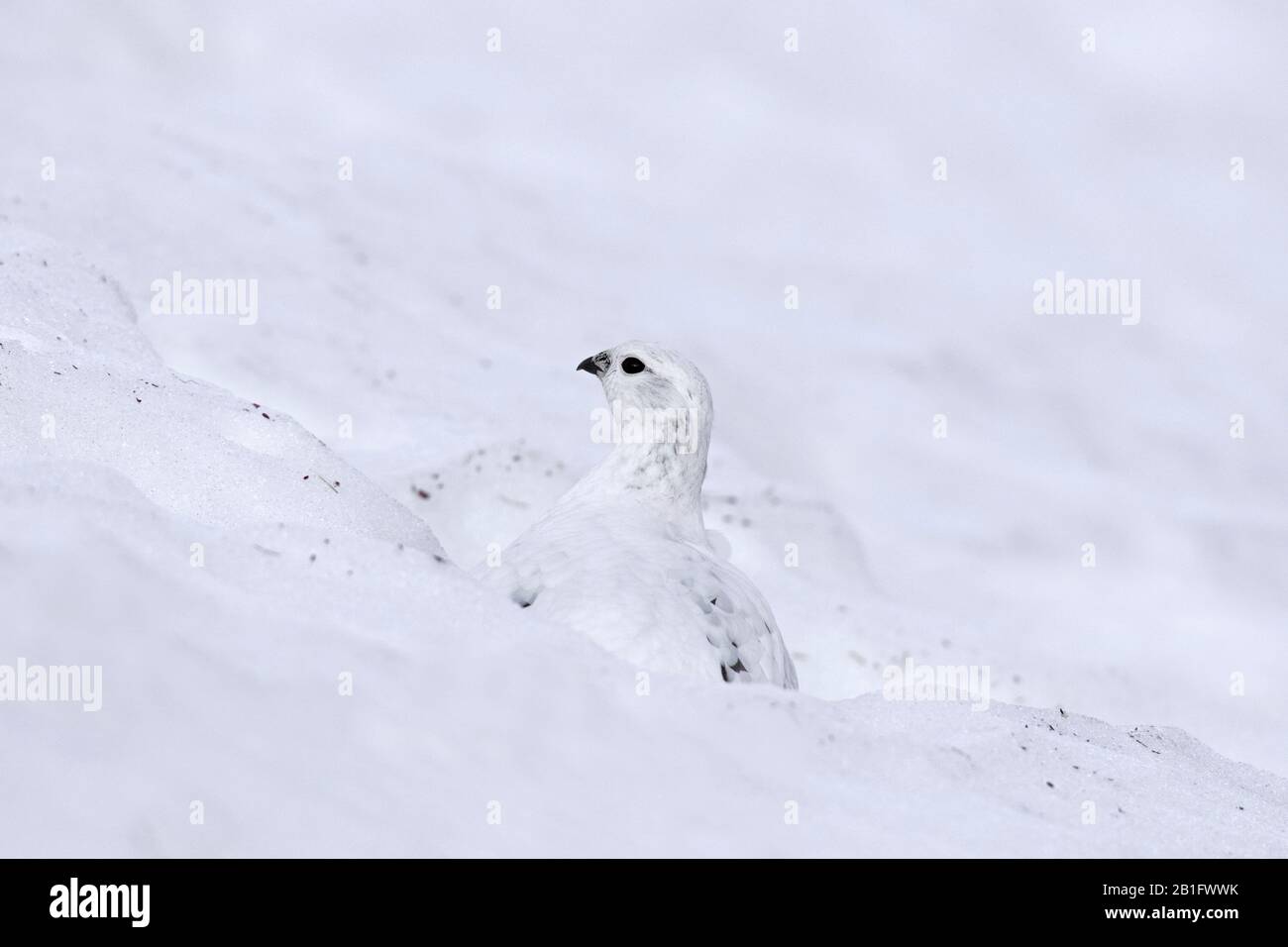 Rock ptarmigan (Lagopus muta / Lagopus mutus) female / hen foraging in the snow in winter plumage, Cairngorms National Park, Scotland, UK Stock Photo