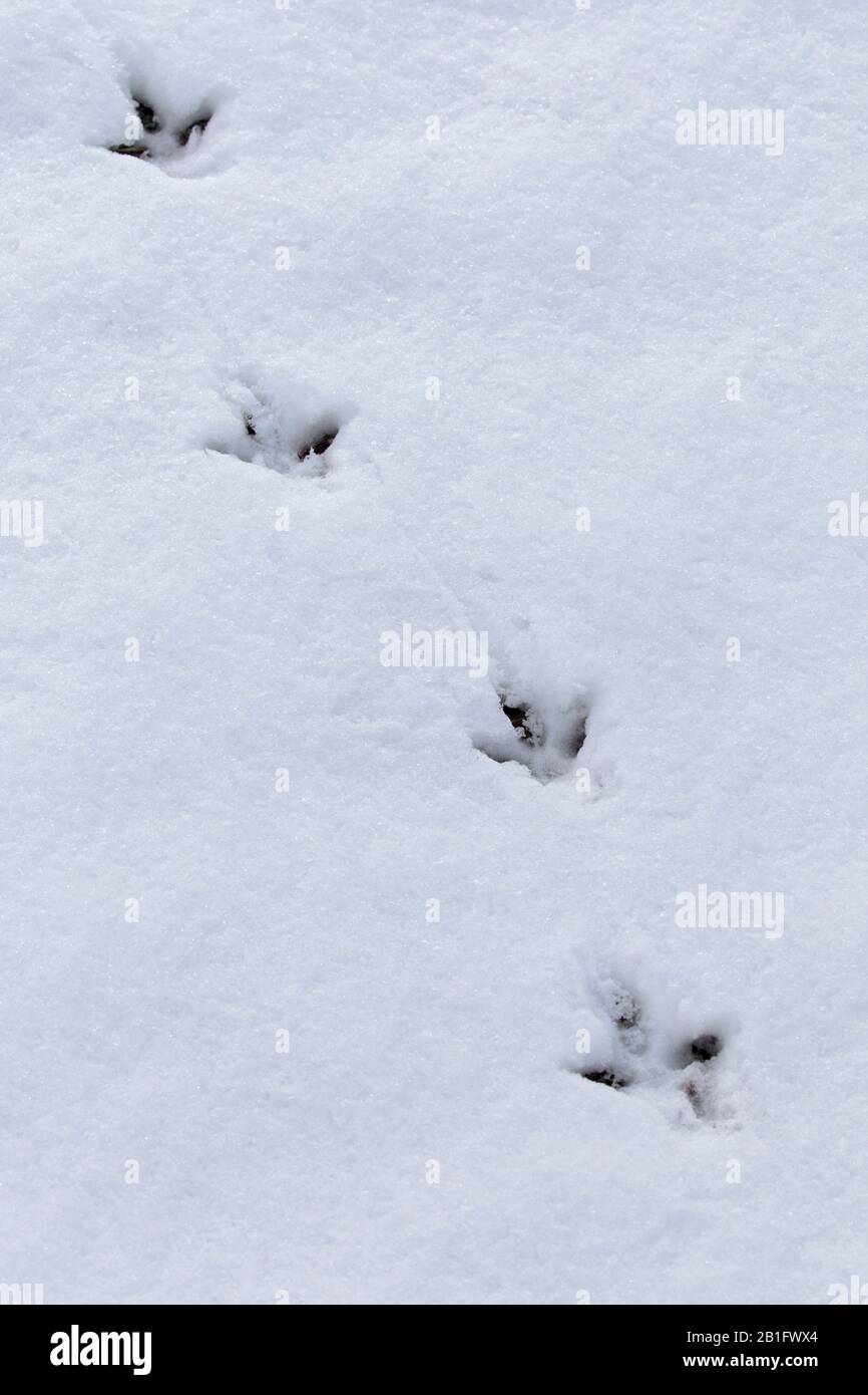 Rock ptarmigan (Lagopus muta / Lagopus mutus) tracks / footprints in the snow in winter Stock Photo