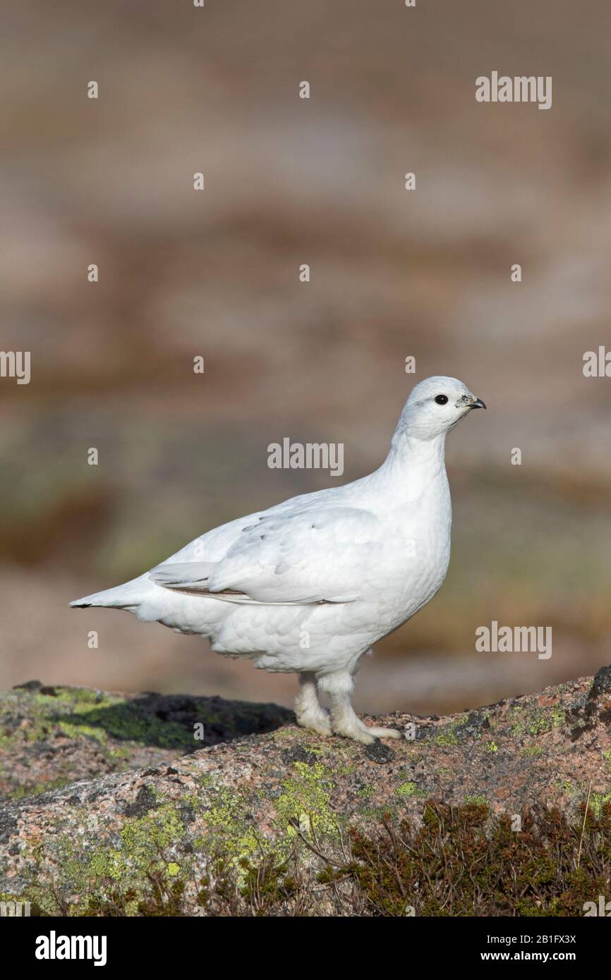 Rock ptarmigan (Lagopus muta / Lagopus mutus) female / hen foraging in winter plumage, Cairngorms National Park, Scotland, UK Stock Photo