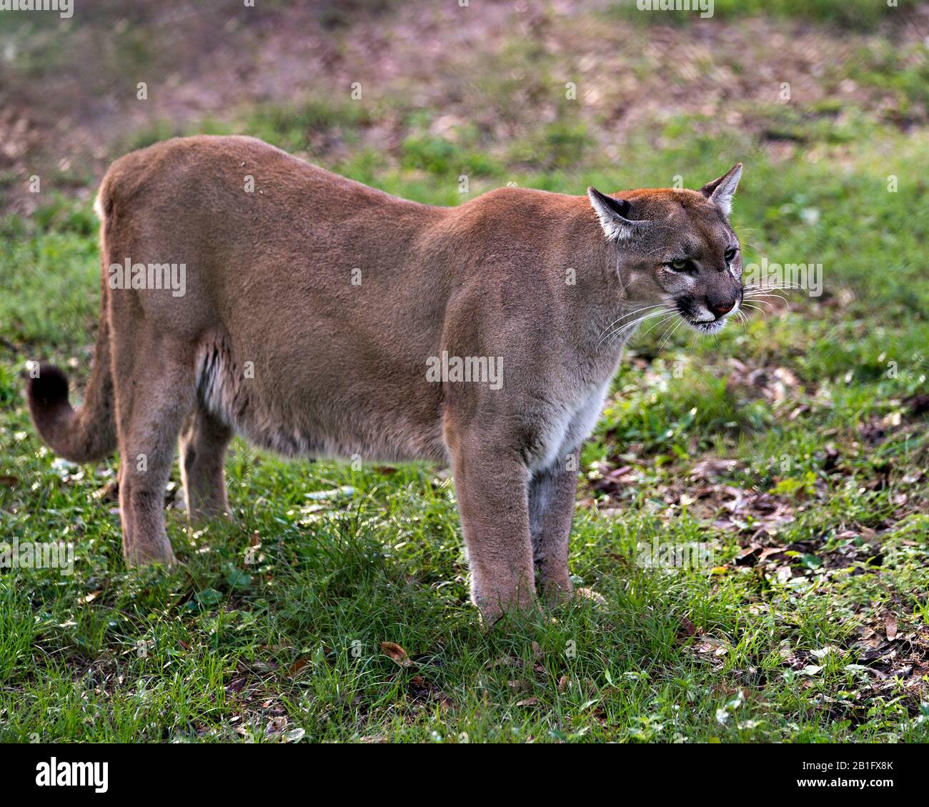 Panther animal closeup profile view with foliage background in its