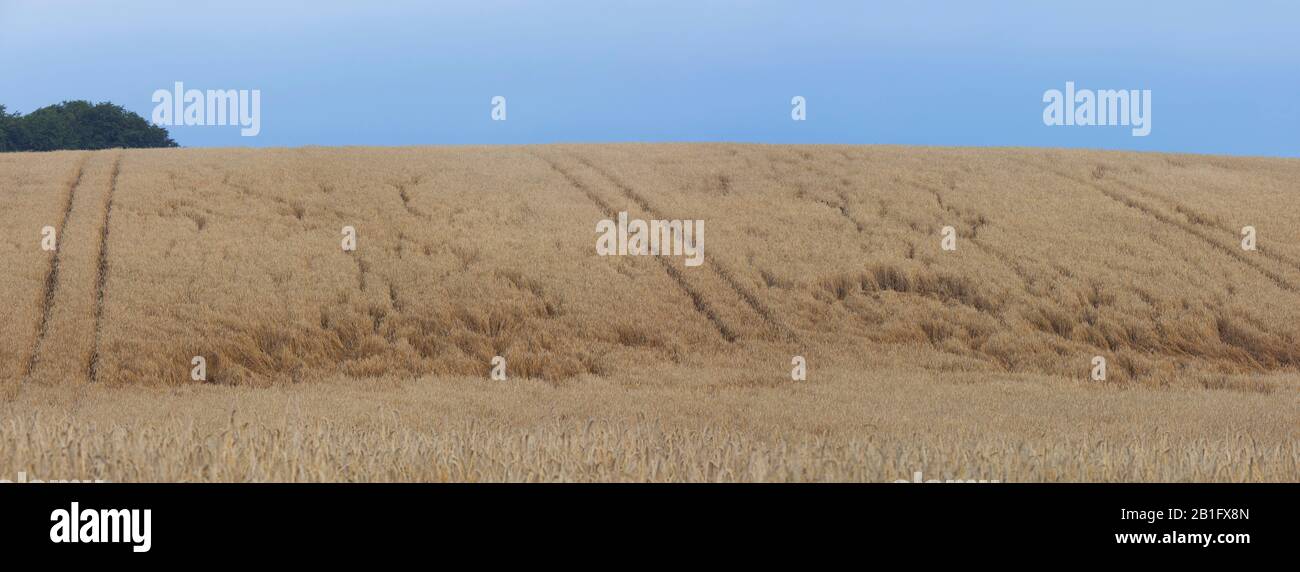 Tracks and damage done in farmland / wheat field / cornfield by foraging deer in summer Stock Photo