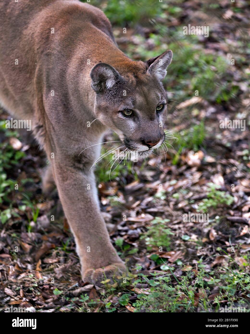 Animal High Resolution Stock Photography and Images - Alamy