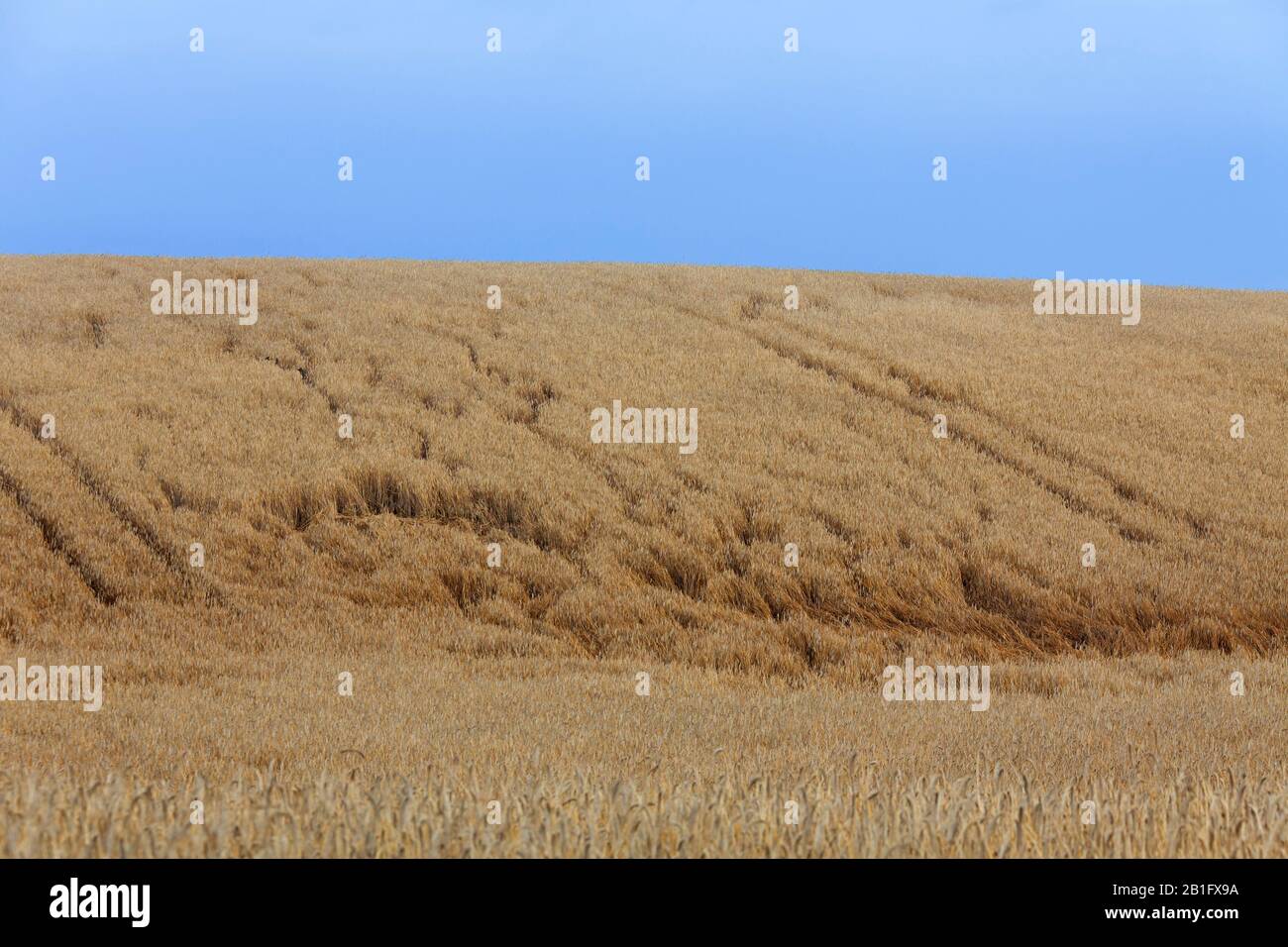Tracks and damage done in farmland / wheat field / cornfield by foraging deer in summer Stock Photo