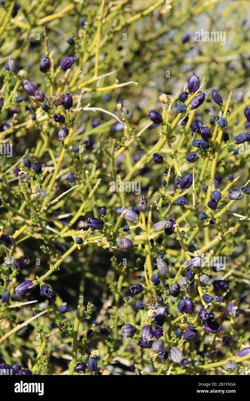 Displaying purple blooms as Winter wanes in Joshua Tree National Park is Turpentine Broom, Thamnosma Montana, a Southern Mojave Desert Native. Stock Photo