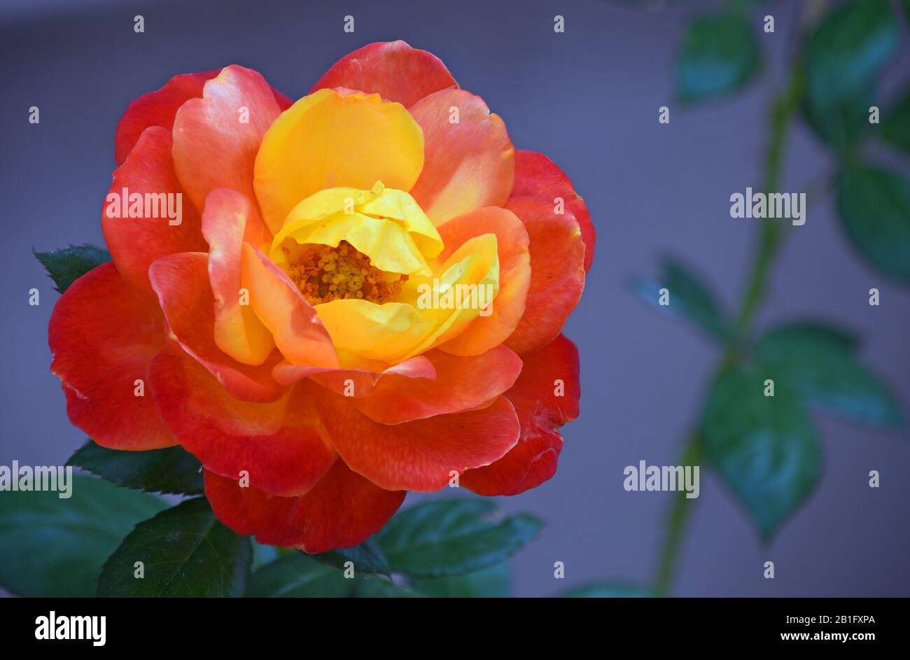 Judy Garland Floribunda Rose at the Botanical Gardens in New Mexico