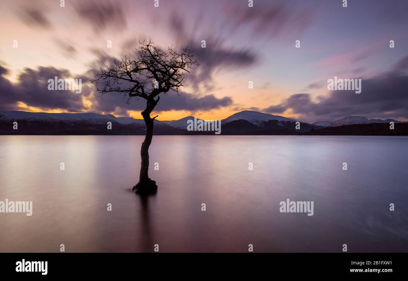 Sunset One lone tree in Milarrochy Bay Loch Lomond and the Trossachs National Park  near Balmaha Stirling Scotland UK GB Europe Stock Photo