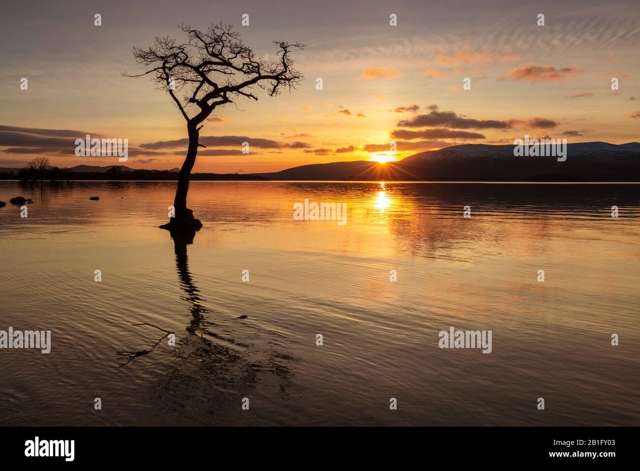 Sunset One lone tree in Milarrochy Bay Loch Lomond and the Trossachs National Park  near Balmaha Stirling Scotland UK GB Europe Stock Photo