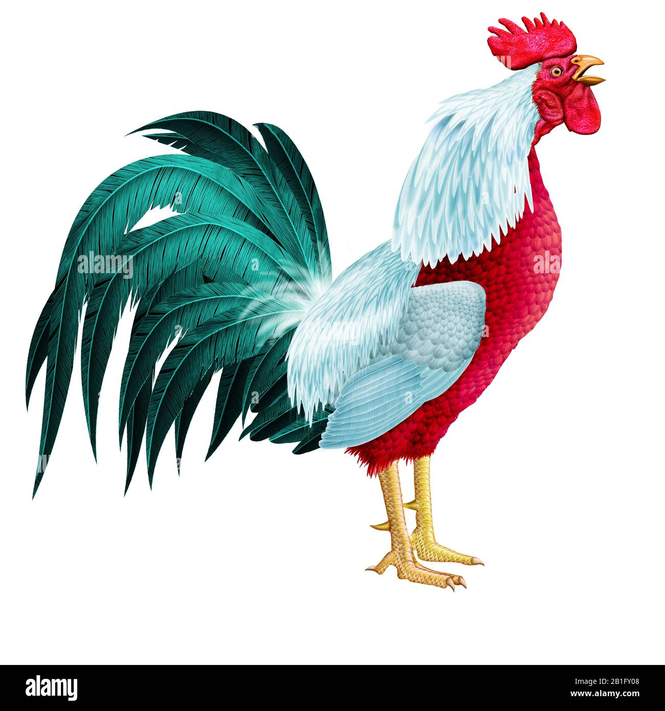 Rooster illustration realistic design Stock Photo - Alamy