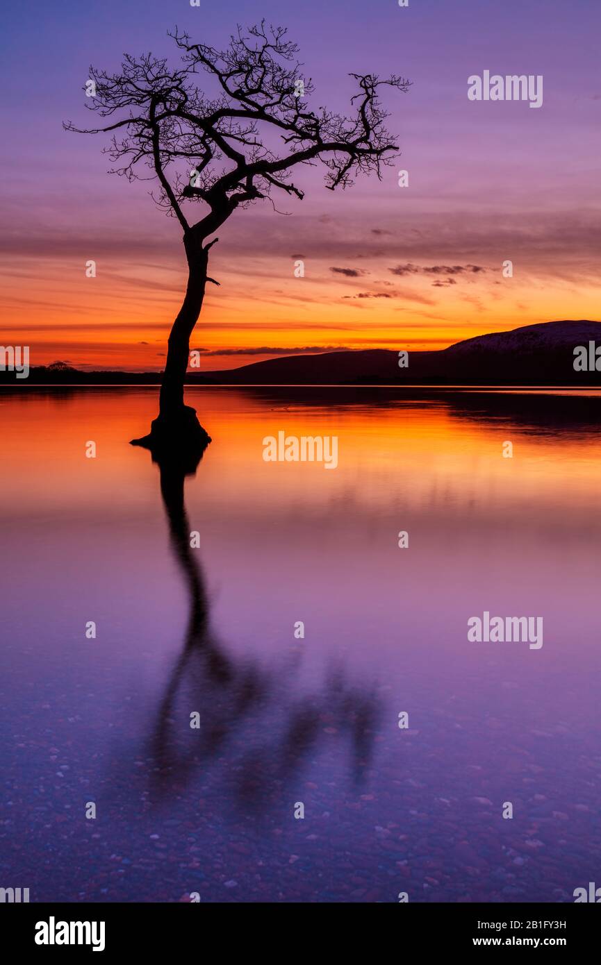 Sunset One lone tree in Milarrochy Bay Loch Lomond and the Trossachs National Park  near Balmaha Stirling Scotland UK GB Europe Stock Photo