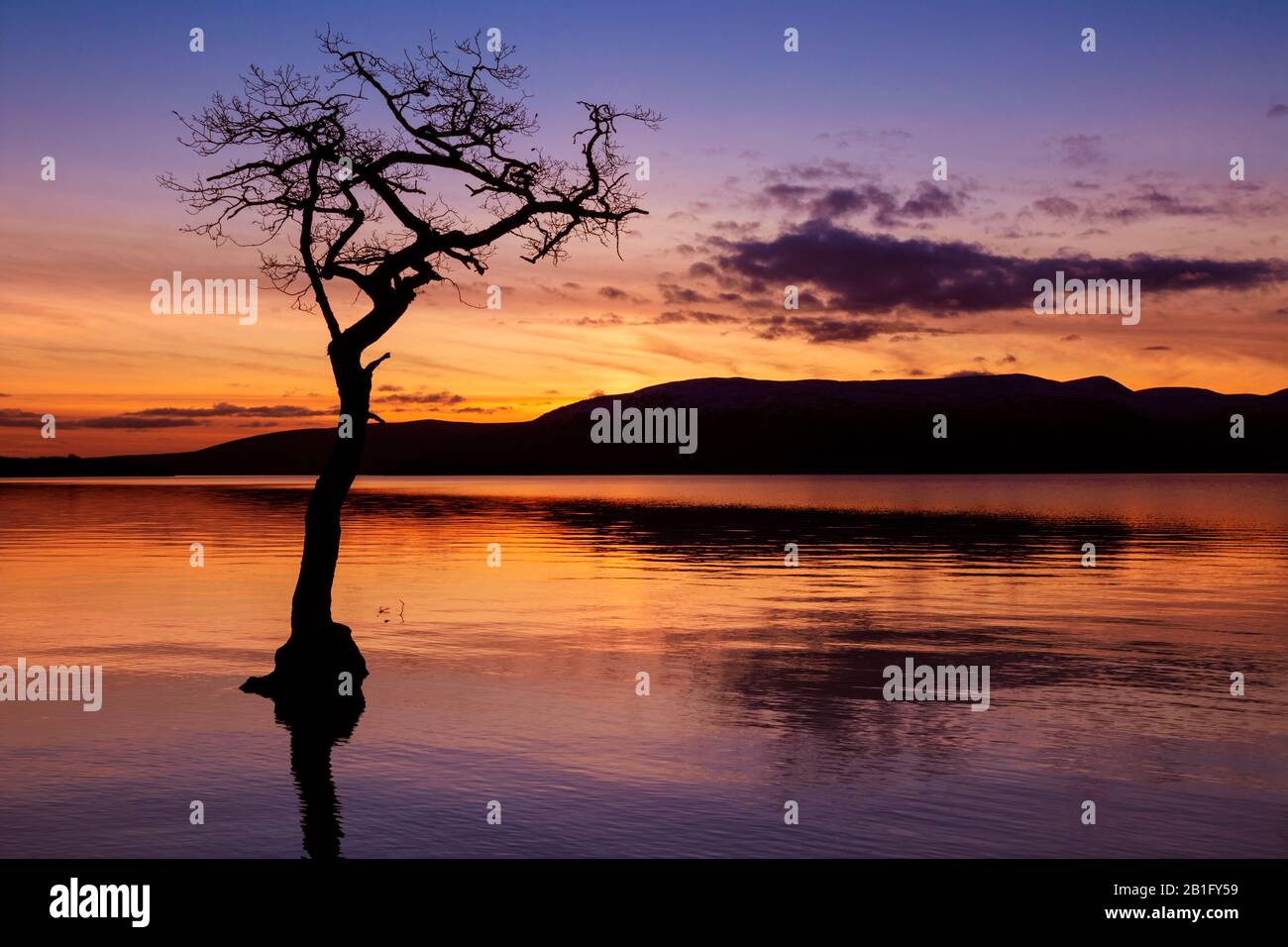 Sunset One lone tree in Milarrochy Bay Loch Lomond and the Trossachs National Park  near Balmaha Stirling Scotland UK GB Europe Stock Photo