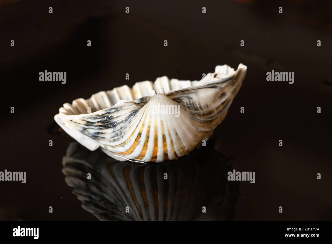 Seashell reflected on black background Stock Photo