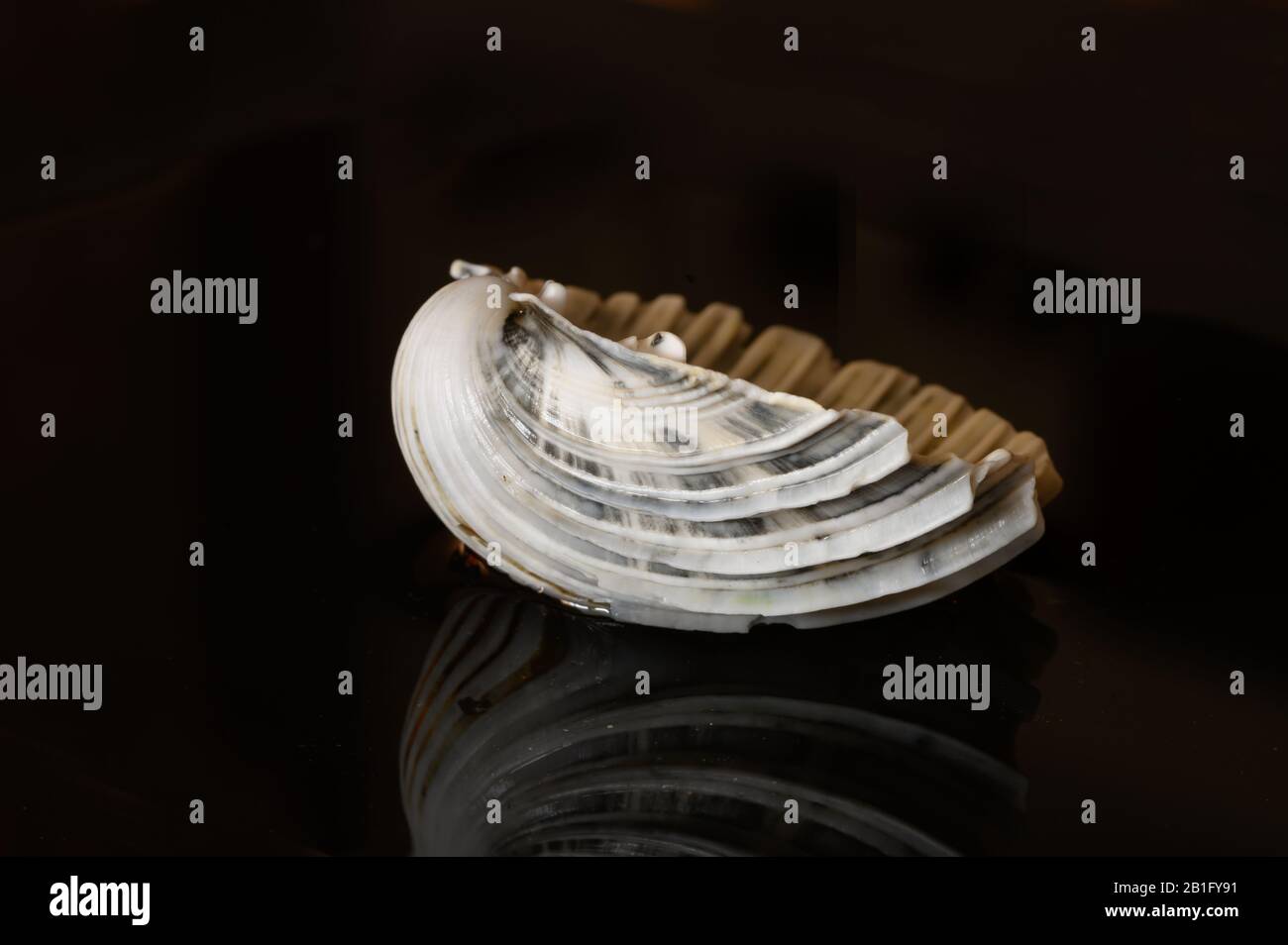 Seashell reflected on black background Stock Photo