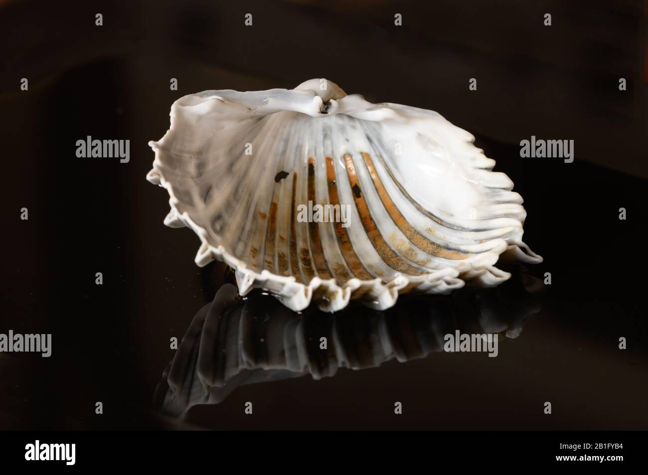 Seashell reflected on black background Stock Photo
