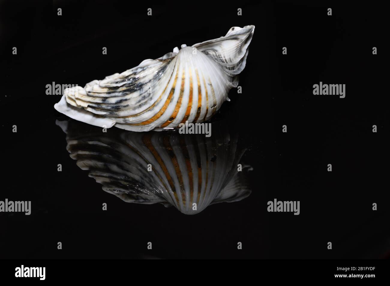 Seashell reflected on black background Stock Photo