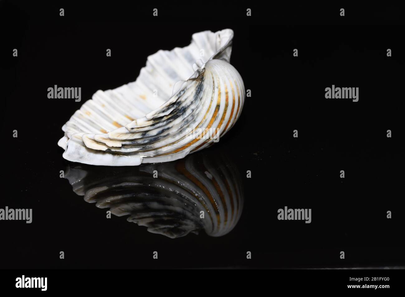 Seashell reflected on black background Stock Photo