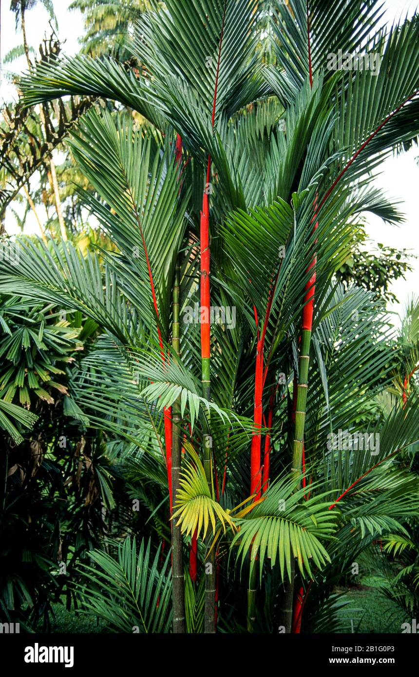Red bamboo, Singapore Botanic Gardens, June 1996 Stock Photo Alamy