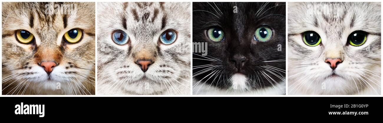 Four longhair cats of different breeds -Calico Tabby Siberian, Neva Masquerade Colorpoint, Black and White Tuxedo and Silver Shaded Siberian Stock Photo