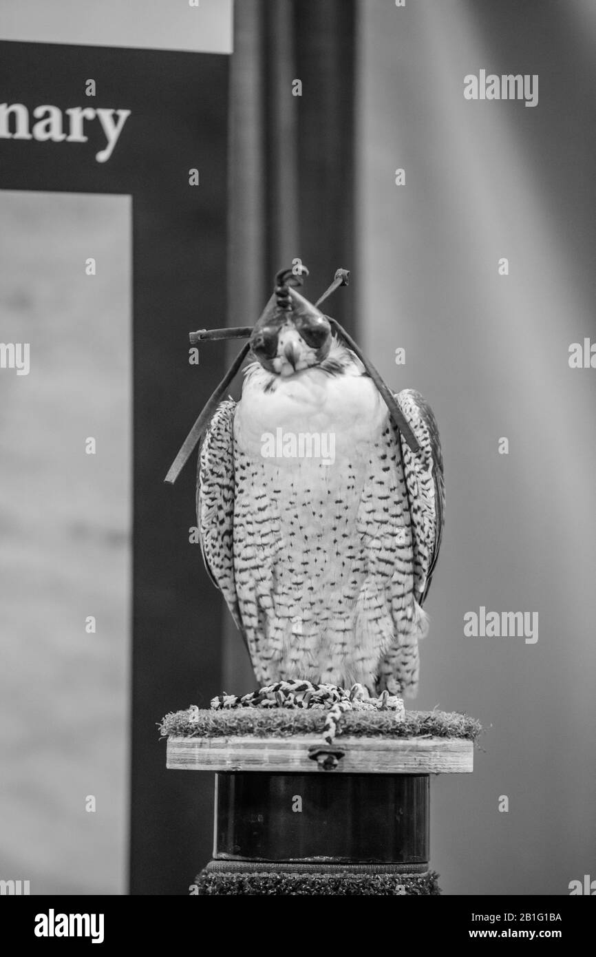 International vendors Black and White Stock Photos Images Alamy