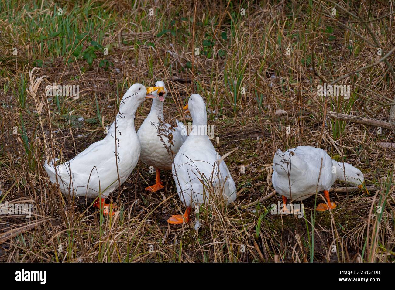 Flock of pekin ducks quacking Stock Photo