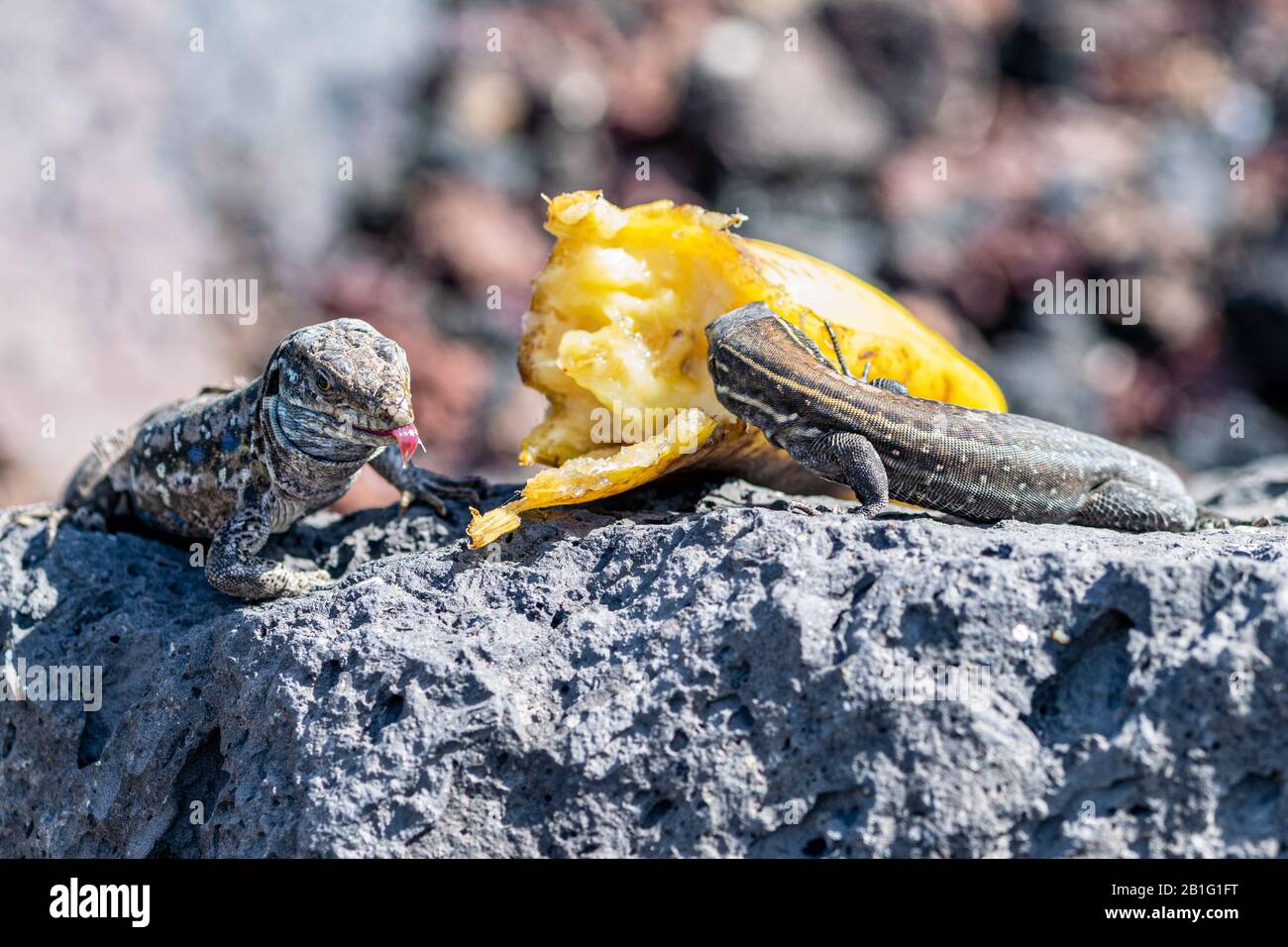 La Palma wall lizards (gallotia galloti palmae) sticking out tongue and eating discarded banana