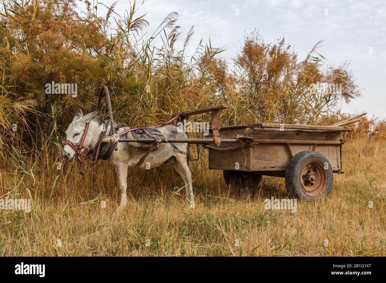 Гужевая тачанка. Сетевой статус в телеграм. Мексиканская телега. Кони запряженные в повозку. Телега на дороге.