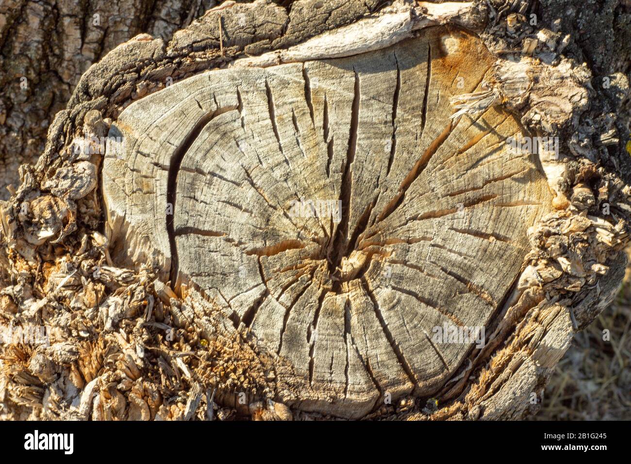 The photo of  close up wood bark stub. Background for timber industry. Stock Photo