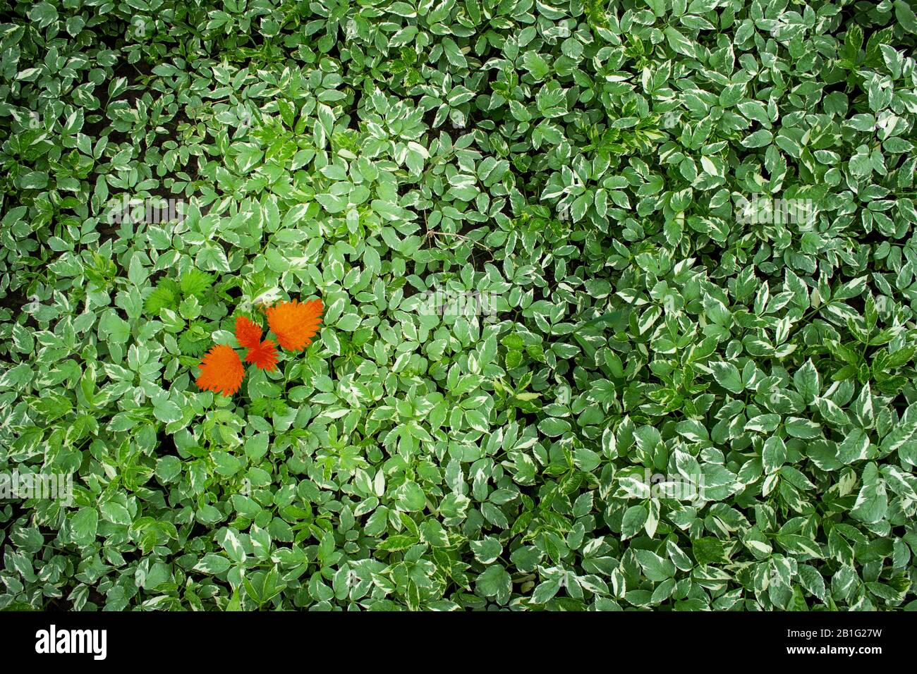 Conception for business - lidership or diversity, inclusion, adoptation in a team, challenge. Red leaf on the green leaves background. Stock Photo